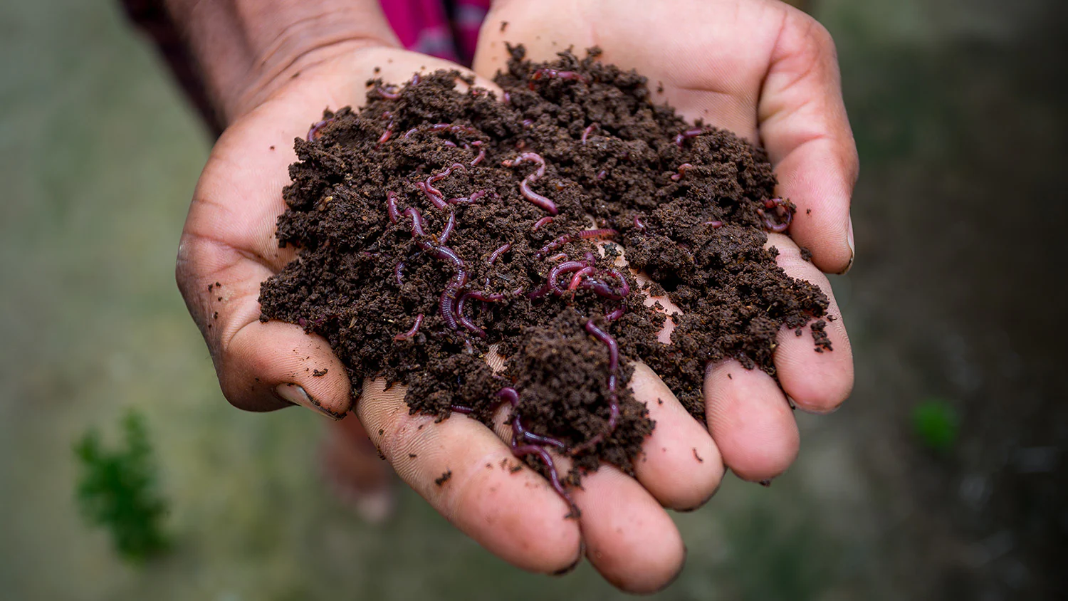 Vermicompost2